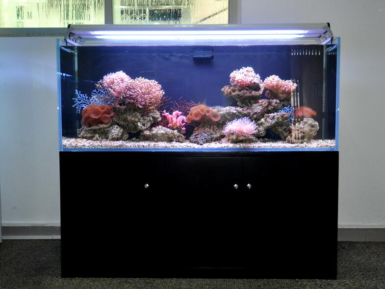 玻璃魚缸圖片 玻璃魚缸圖片